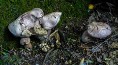 Tylopilus violatinctus