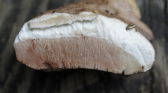 Tylopilus violatinctus