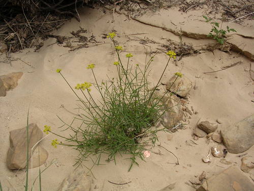featherleaf springparsley (Cymopterus beckii)