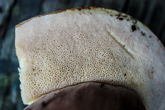 Tylopilus violatinctus