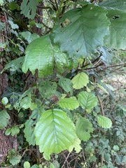 Alnus lusitanica