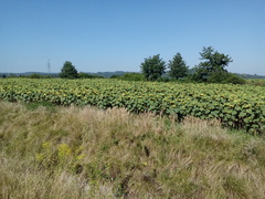 Helianthus annuus