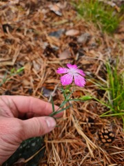 Dianthus caucaseus