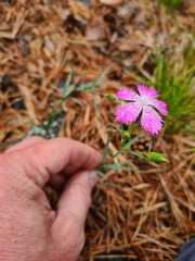 Dianthus caucaseus