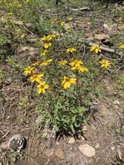 Heliopsis parvifolia
