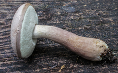 Tylopilus violatinctus