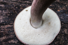 Tylopilus violatinctus