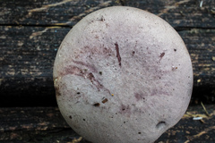 Tylopilus violatinctus