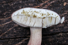 Tylopilus violatinctus
