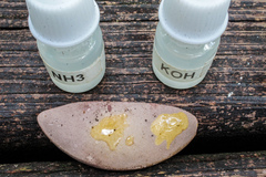 Tylopilus violatinctus