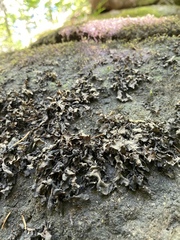 Peltigera hydrothyria
