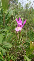 Arethusa bulbosa