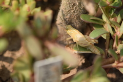 Acrididae