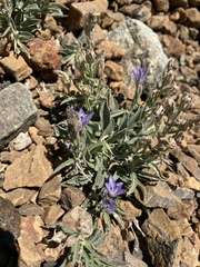 Campanula scabrella