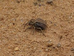 Phrynocolus dentatus