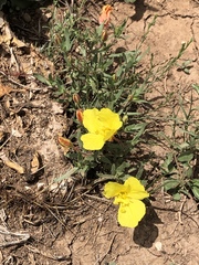 Oenothera lavandulifolia