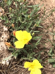 Oenothera lavandulifolia
