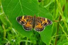Phyciodes tharos image