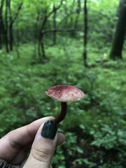 Gyroporus purpurinus