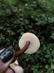 Gyroporus purpurinus