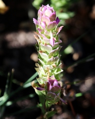 Orthocarpus cuspidatus cryptanthus