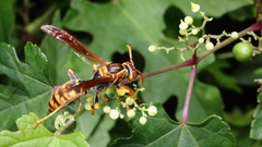 Polistes jokahamae