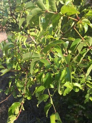Zanthoxylum hirsutum
