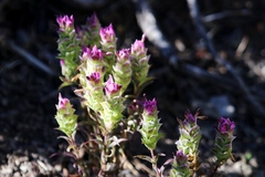Orthocarpus cuspidatus cryptanthus