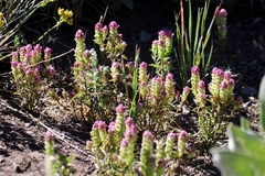 Orthocarpus cuspidatus cryptanthus