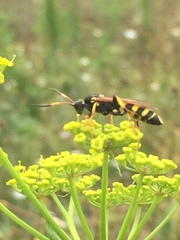 Ichneumonidae