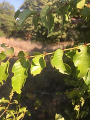 Zanthoxylum hirsutum