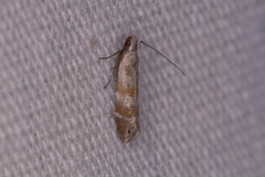 Battaristis vittella