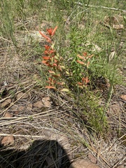 Castilleja patriotica