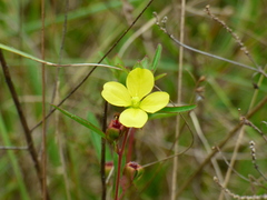 Ludwigia maritima