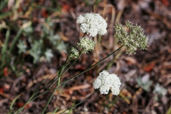 Perideridia parishii