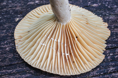 Lactarius subplinthogalus