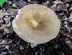 Lactarius subplinthogalus