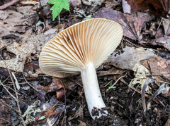 Lactarius subplinthogalus