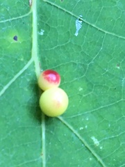 Zopheroteras sphaerula