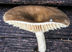 Lactarius subplinthogalus