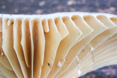 Lactarius subplinthogalus