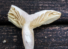 Lactarius subplinthogalus