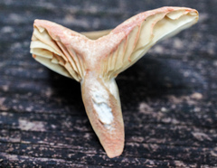 Lactarius subplinthogalus