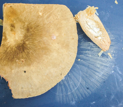 Lactarius subplinthogalus