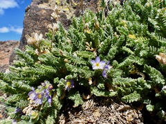Polemonium eddyense