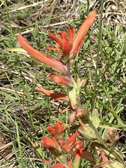 Castilleja patriotica