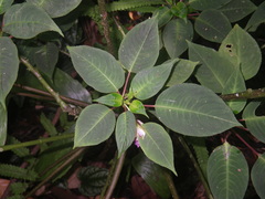 Impatiens alborosea
