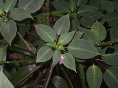 Impatiens alborosea