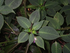 Impatiens alborosea