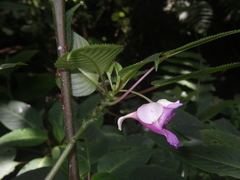 Impatiens alborosea